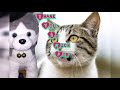 Our Cats Quarrels || Our Dogs So Scared