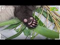 (SUB) Baby Panda Is Sulking At Zookeeper🐼│Panda World