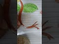 S2 EP 15 How to Draw Bellsprout
