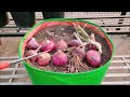 How To Grow Onions | SEED TO HARVEST