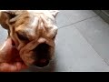 #bulldog  #beth #shortvideo