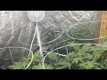 Pheno's S:6, Day 10 KickFlip, Dark Plasma, Elites in veg