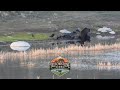 Black Bear takes on a Grizzly over a dead bison - Yellowstone National Park, Boulder Lake