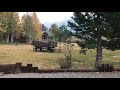 Frolicking Mule Deer in June Lake, CA. Eastern Sierra Nevada