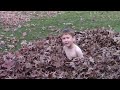 Playing in the leaf pile is awesome fun!!