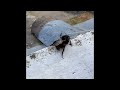 Bee covered in ticks - Trying to save it