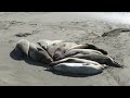 Elephant seal sneezing - San Simeon, California