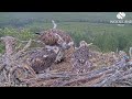 The last Loch Arkaig Osprey family gathering as Louis brings a final fish for his chicks 1 Jul 2024
