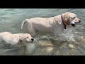 Introducing Lab Puppy to Water the RIGHT Way!