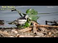 Beautiful Wagtail on Green Paddyfield.(In this video you can watch Wagtails and Paddyfield Pipit)