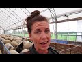 How We Started Our Sheep Farm FROM SCRATCH!! (& Tips For Beginners):Vlog 161