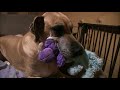 Great Dane would rather Play with Stuffed Animals than Eat!