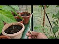 After pruning the gourd plants there are more gourds that come on plants at the end of August | UK