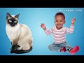 SIAMESE Cat PROS and CONS (MUST-KNOW)