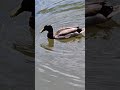 Delaware River Duck Feeding