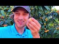 What Is The Best Fruit Tree For Florida!?!?!?! (Loquat Tree) ** My Favorite Tree***