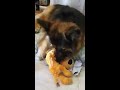 Bosco, the lovely german shepherd, unwraps Christmas present. Pastor aleman desenvuelve en Navidad.