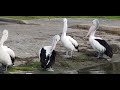 Why Are These Ducks Sleeping in the water next to giant birds? Sao 2 con vịt này nằm ngủ dưới nước?