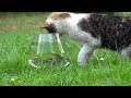 😅 New Funny Cats | Funny Cats Videos 😸🐶