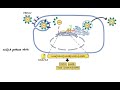 Pharmacology - ANTIVIRAL DRUGS (MADE EASY)