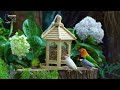 Birds For Cats Video: The Ultimate 1 Hour Bird Watching Experience - CatTV Central