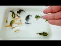 Amazing Catching Fancy Ornamental Catfish, Ornamental Fish, Koi, Turtle, Three tailed Fish, Guppies