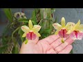 Cattleya Gemma and Ionopsis Orchids in bloom