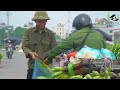 Living off the grid - harvesting corn to sell at the market