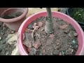 unboxing Adenium plants with price .. online Adenium plants shopping and reporting