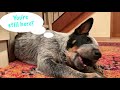 CRAZY? Or NOT? BLUE HEELERS/ Australian Cattle Dogs