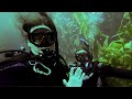 Kelp Forest - Catalina Island Scuba Diving