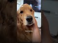 Golden Retriever has most dramatic reaction to learning parents are going on vacation