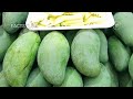 The Top 10 Largest Mango Producing Countries In The World 2024