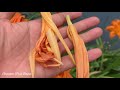 Bougainvillea flower and summer garden|| बुगेन बिलिया बिबार \ दायो बारदों बेसेबां \ गरमनि बिबारफोरा