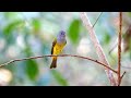 🕊️Serene Bird Songs | Calming Nature Sounds for Relaxation, Mindfulness, and Stress Relief