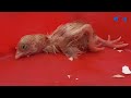 Miracle Born Baby from Egg Membrane Chick hatching from Eggs / FishCutting