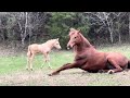 Our TINY Foal Meets The Herd! ( FIRST TIME )