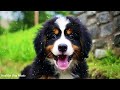 Anti Anxiety Music for Dogs: Cure Separation Anxiety with Dog Music - Relax for Dogs