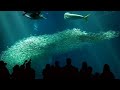 Hypnotic Sardine/Tuna Tank at Monterey Bay Aquarium