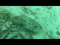 Broadclub Cuttlefish