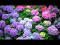 Beginner's Guide to Hydrangea Care | Lazy Gardener's Guide to Hydrangeas