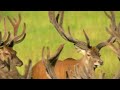 Deer Majesty: Exploring Nature's Grace | Wildlife Documentary