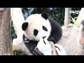 Full Video of Fu Bao From Baby Panda Era to Present