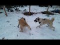 Anatolian shepherds playing in the snow