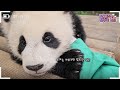 (SUB) Baby Pandas Love Zookeeper's Hand So Much🐼│Panda World