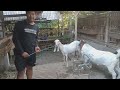 Big Boer Goat Stud for breeding in village farm | Boer goat Farming in village