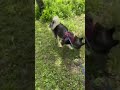 Highlight 0:16 - 5:18 from Walking With Raven The Alaskan Malamute Puppy 🐶 🌞🐺#husky #alaskanmalamute