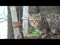 Briar Stuck on a Fence Getting Attacked by Birds