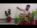 5  ख़ुशबू  वाले फूलों के पौधें -best 5 Fragrance flower plant #viral #gardeningpointds