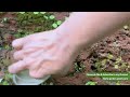 Easiest Way to Remove Weeds